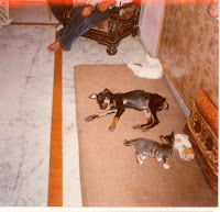 Apna Home Charitable Trust For Animal Welfare Ahctaw April 2009