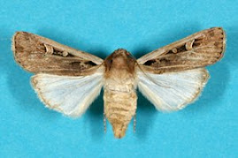 Western Bean Cutworm