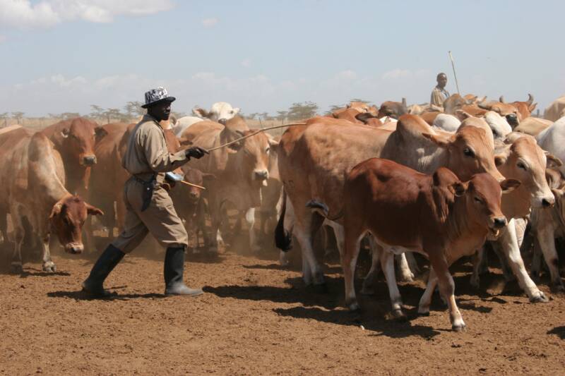 AFRICAN SHIPPING LINE LIVESTOCK SHIPPING FROM AFRICA