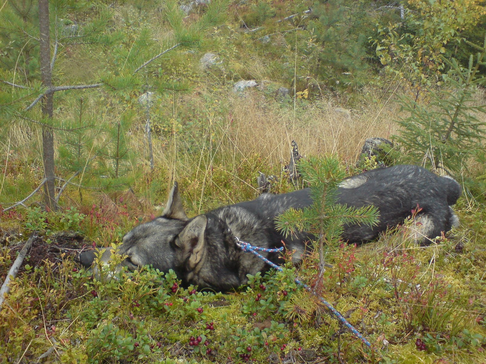 [orneslackpåpass.JPG]