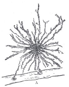 [Glia.PNG]