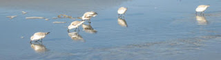 Sandpipers scavenge for their meal in the low tide sand