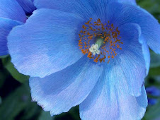 Meconopsis betonicifolia