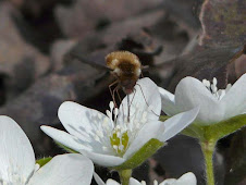 Bombylius spp.