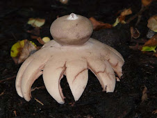 Geastrum pectinatum