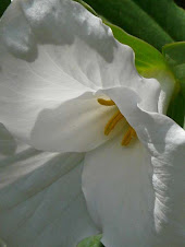 Trillium grandiflorum