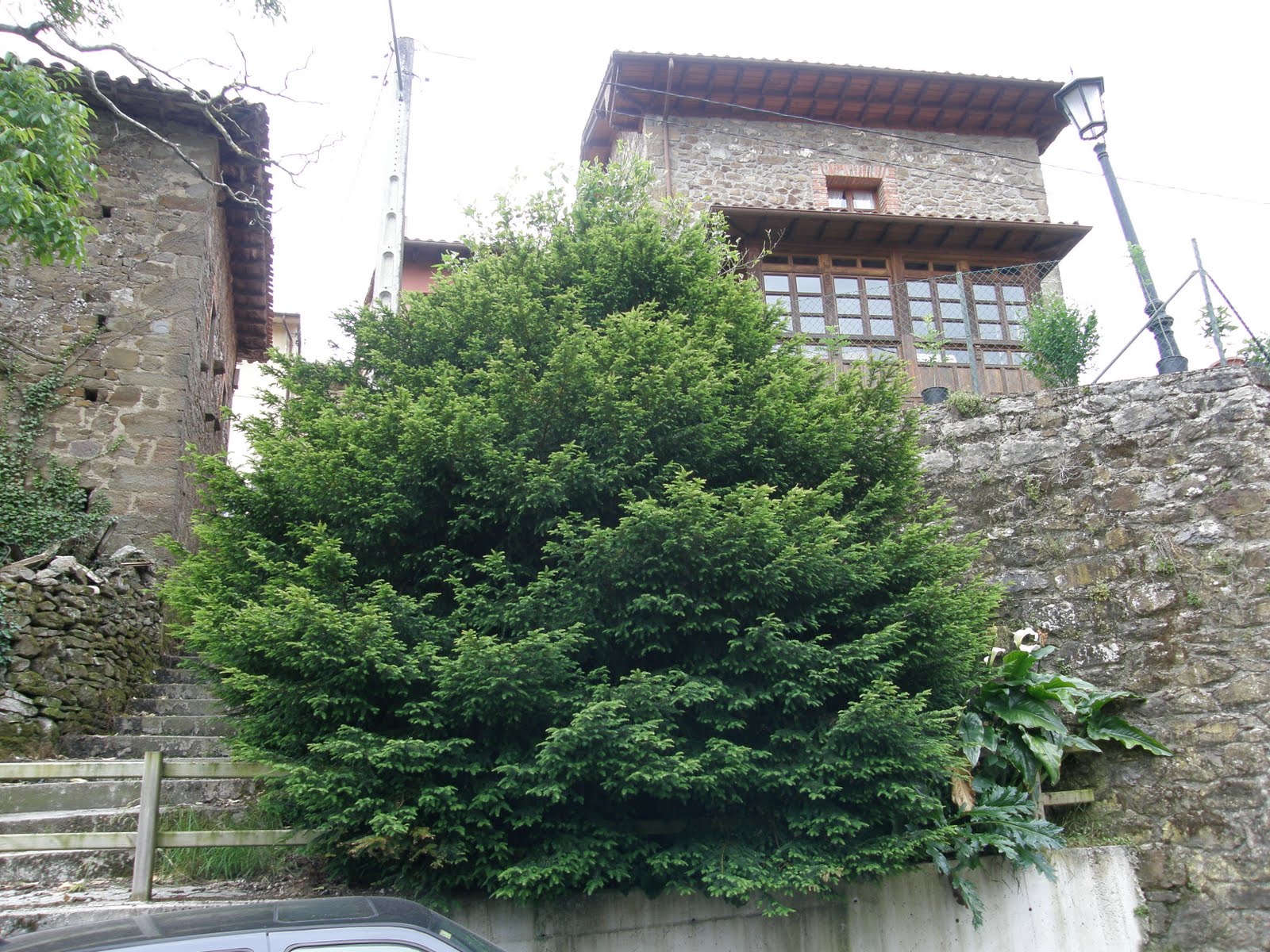 MIS TEXOS Abándames. PEÑAMELLERA BAJA.