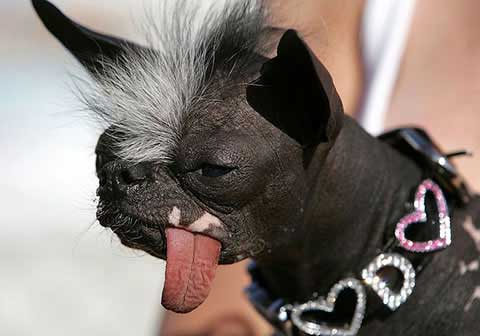 Ugly Black Dog