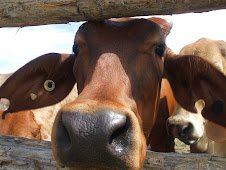 Inquisitive cows
