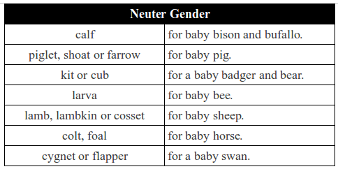 genders of nouns neuter