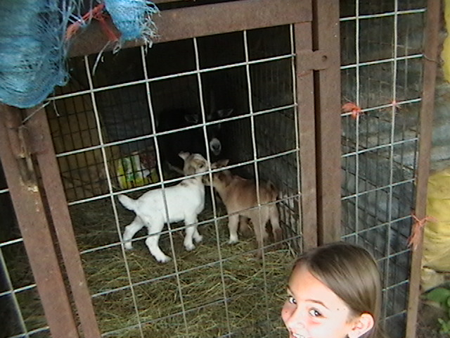 wether goats