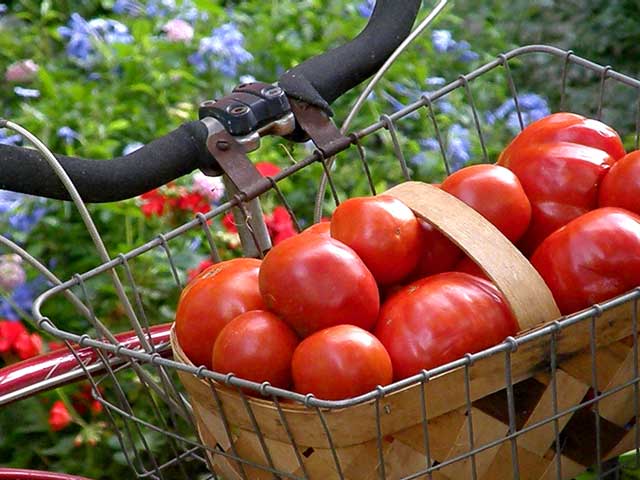 Tomatoes can save you from high cholesterol Tomatoes can save you from high cholesterol