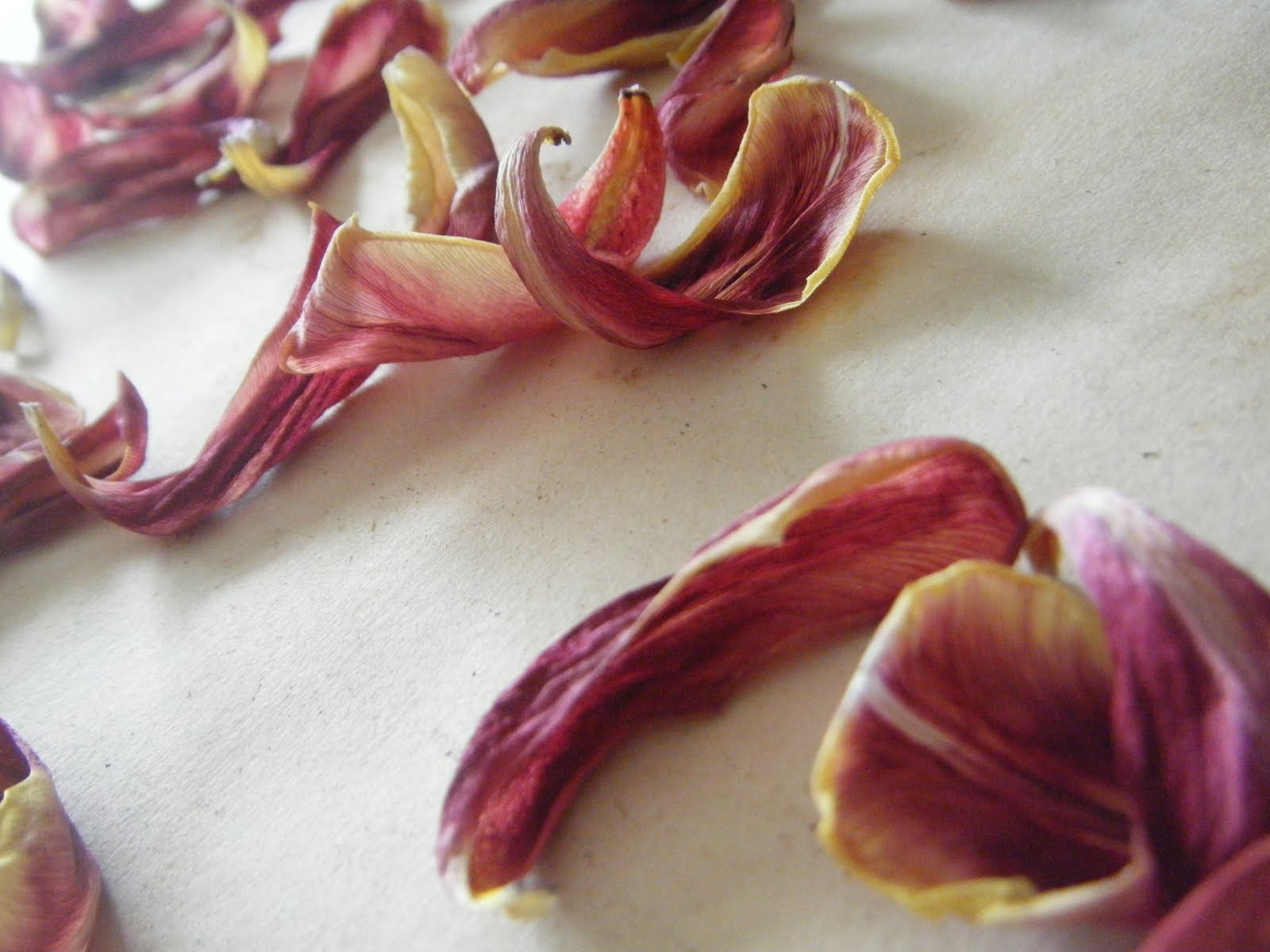 Corners and Moments Treasures, Dried Tulips, Beer and Baking