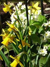 Daffodils and primroses