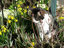 Nobby in the spring garden