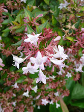 Abelia