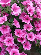 Petunias in September