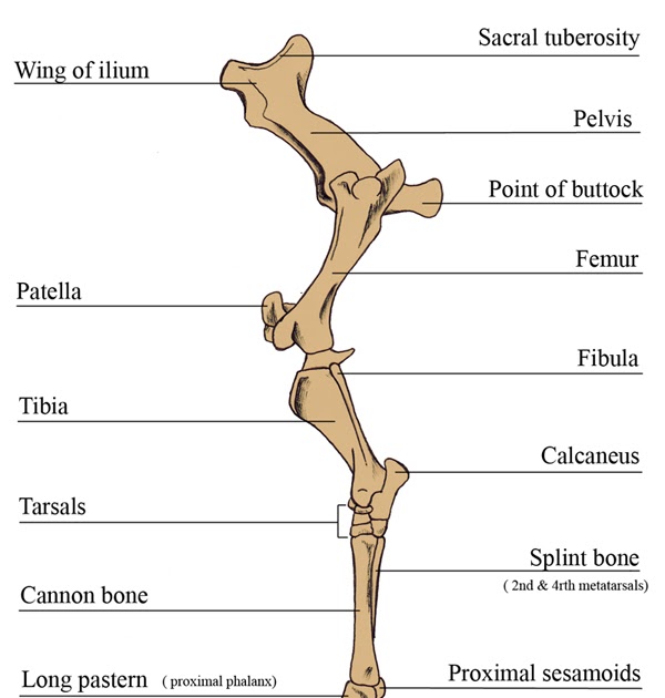 Forever Horses: Anatomy of the Equine Hindleg
