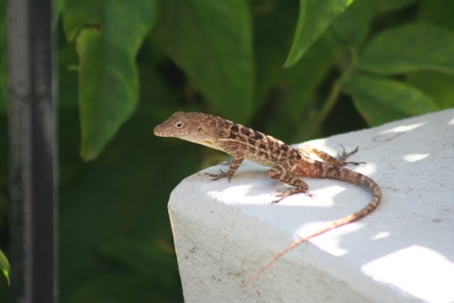 believe that pet lizards pet products from believe that pet lizards pet products from
