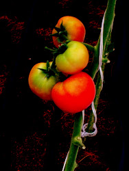 TOMATO MATO MAN