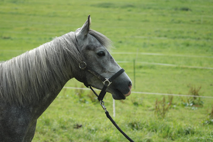 Lilly the Filly