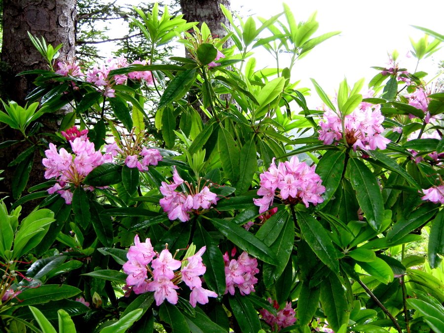 [Rhododendron?.jpg]