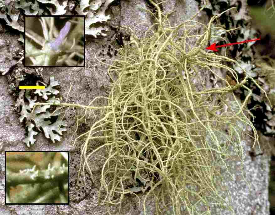My Defined Word Usnea