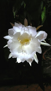 风云版本传奇sf游戏截图2