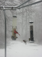 If I believed in reincarnation I would come back as a bird