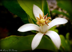 lemon flower