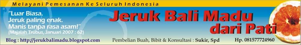 Jeruk Bali Madu Dari Kabupaten Pati