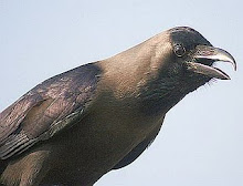 crow.jpg