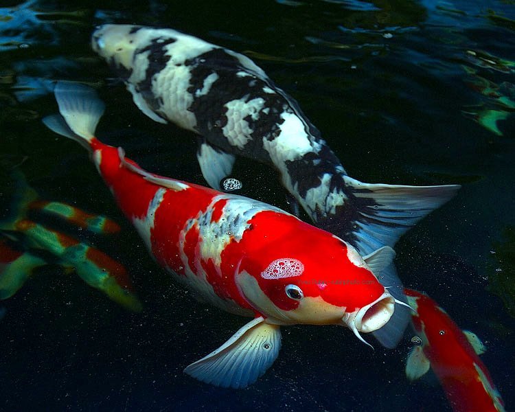 best-air-stones-for-koi-ponds-vivosun-air-disc.jpg