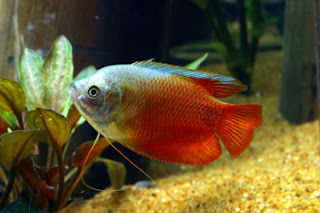 Картинка с форума