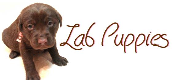 Lab Puppies