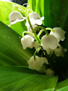 Pour preuve, ce bouquet de muguet qui embaume la cuisine, offert par ma .