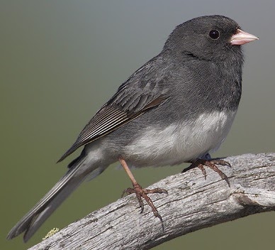 Louisiana Naturalist Dark Eyed Junco