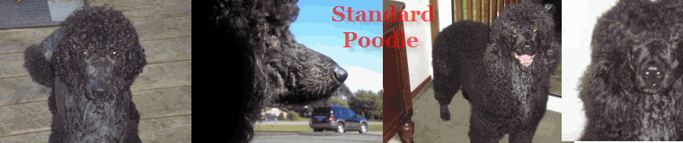 Our Standard Poodle, OZ