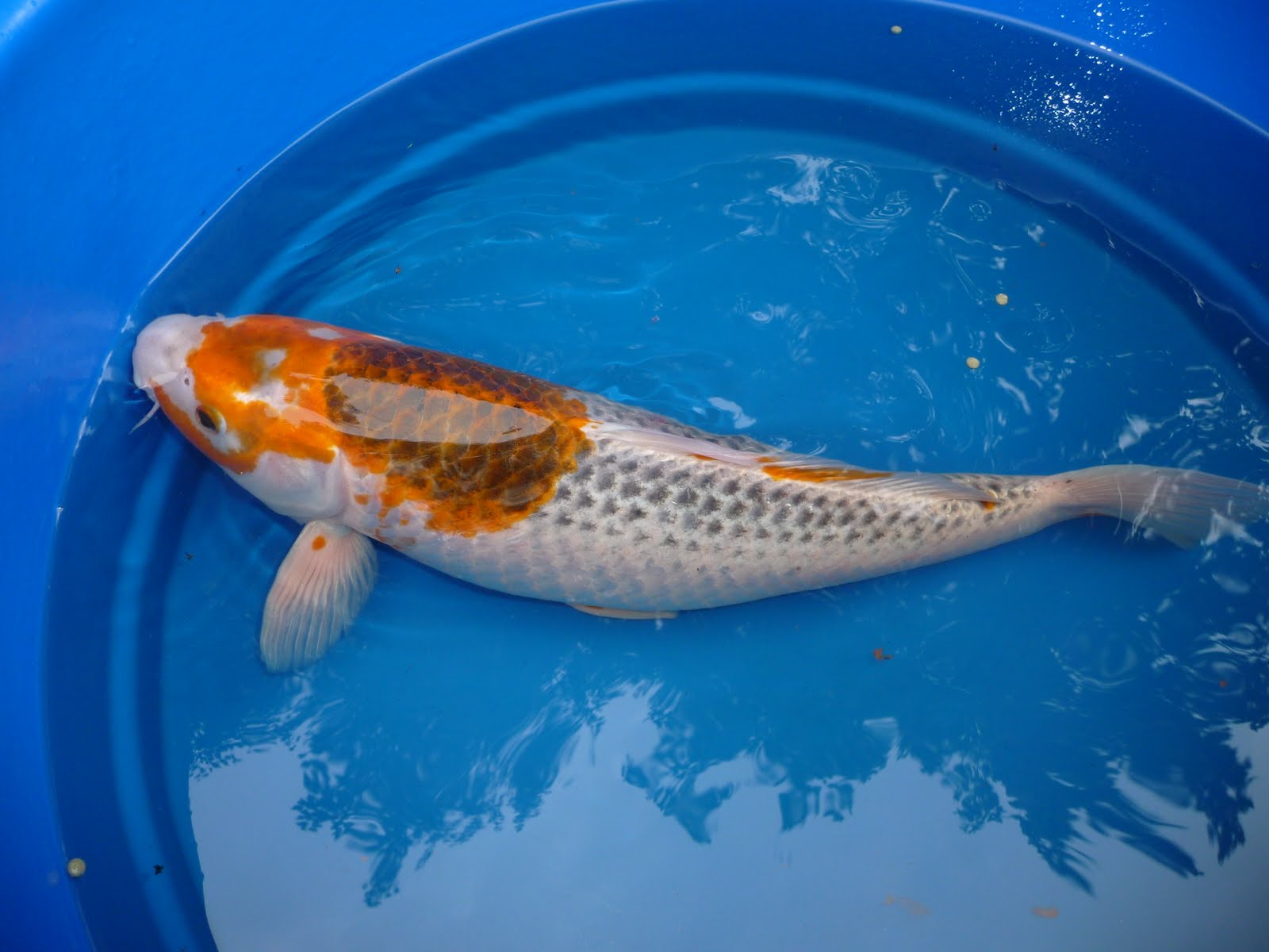 koi-pond-ph-6-1.jpg