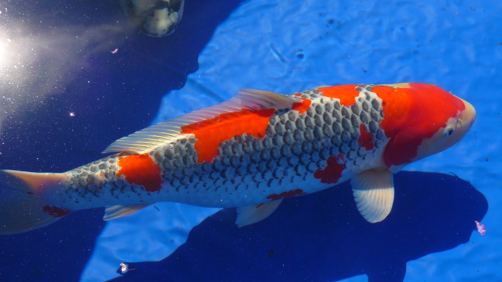 koi_pond_flocculent_1.jpg