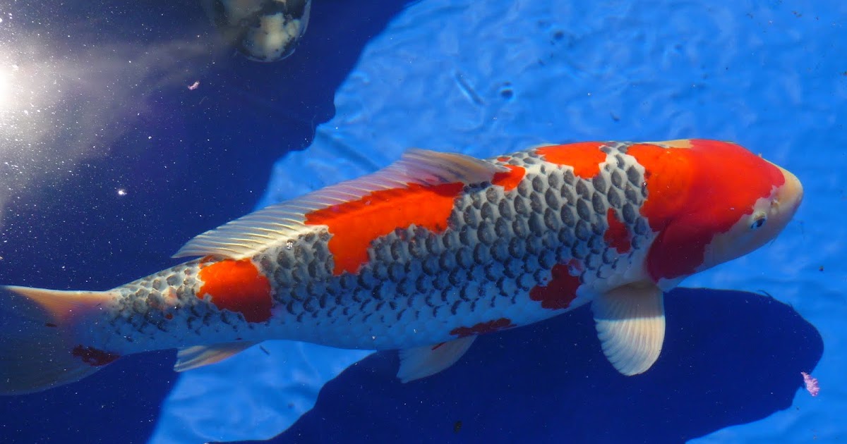 eastern-virginia-koi-pond-services-designing.jpg