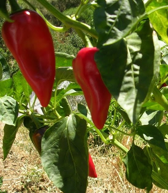 MY KITCHEN IN SPAIN PICK A PECK OF PIQUILLO PEPPERS