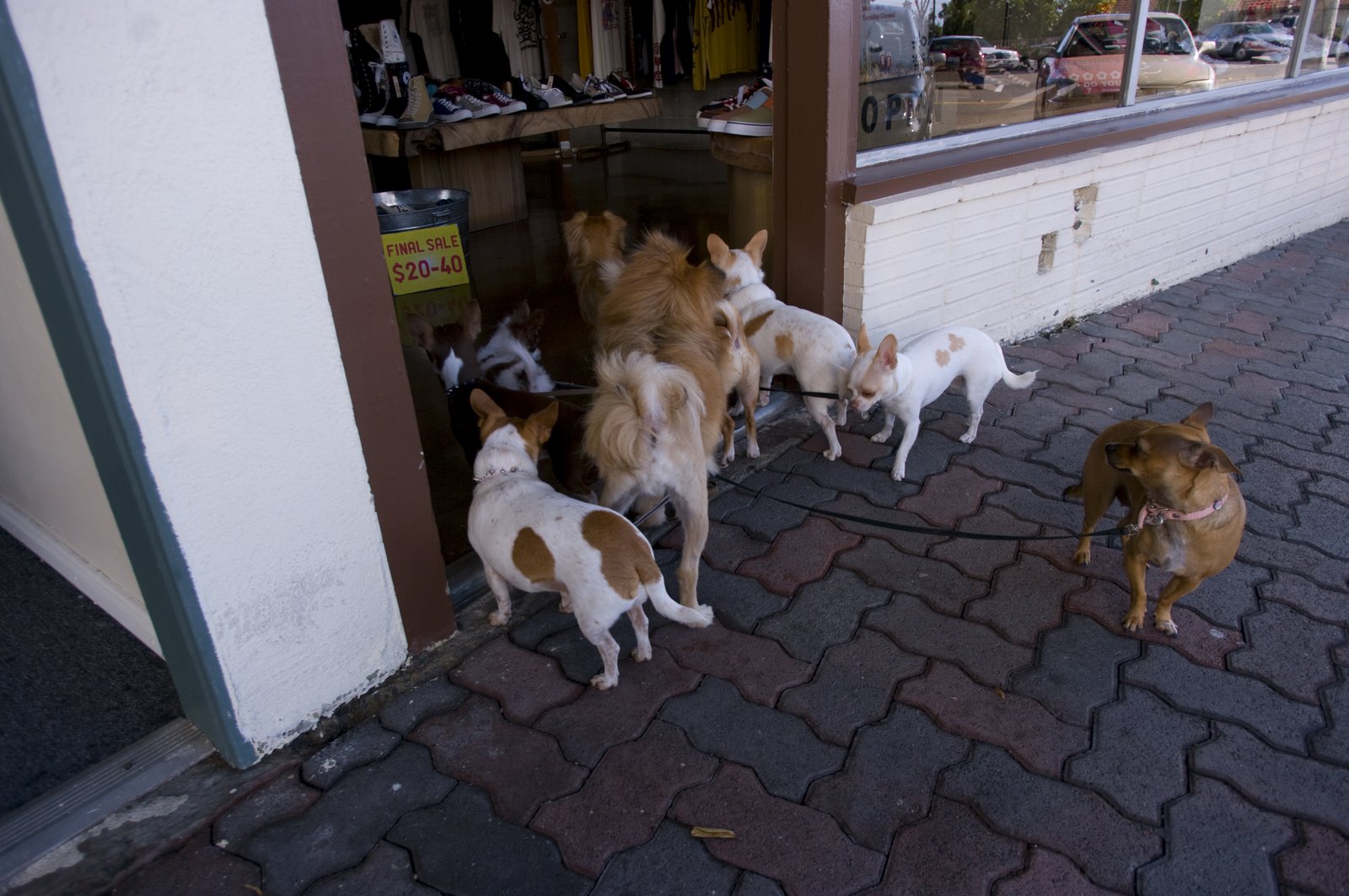 [Dogs+at+Door.jpg]