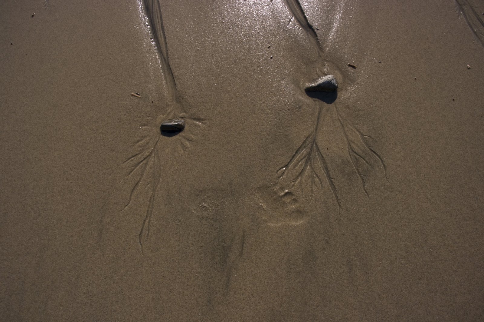[Footprint+sand.jpg]