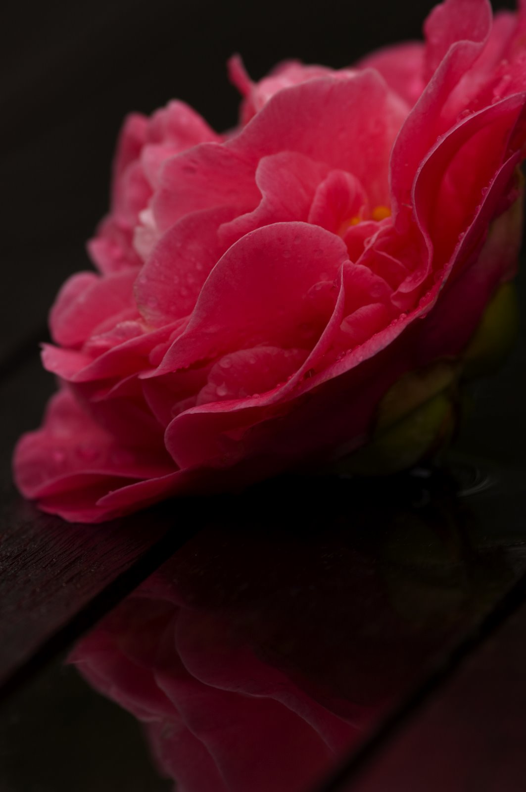 [Camellia.jpg]