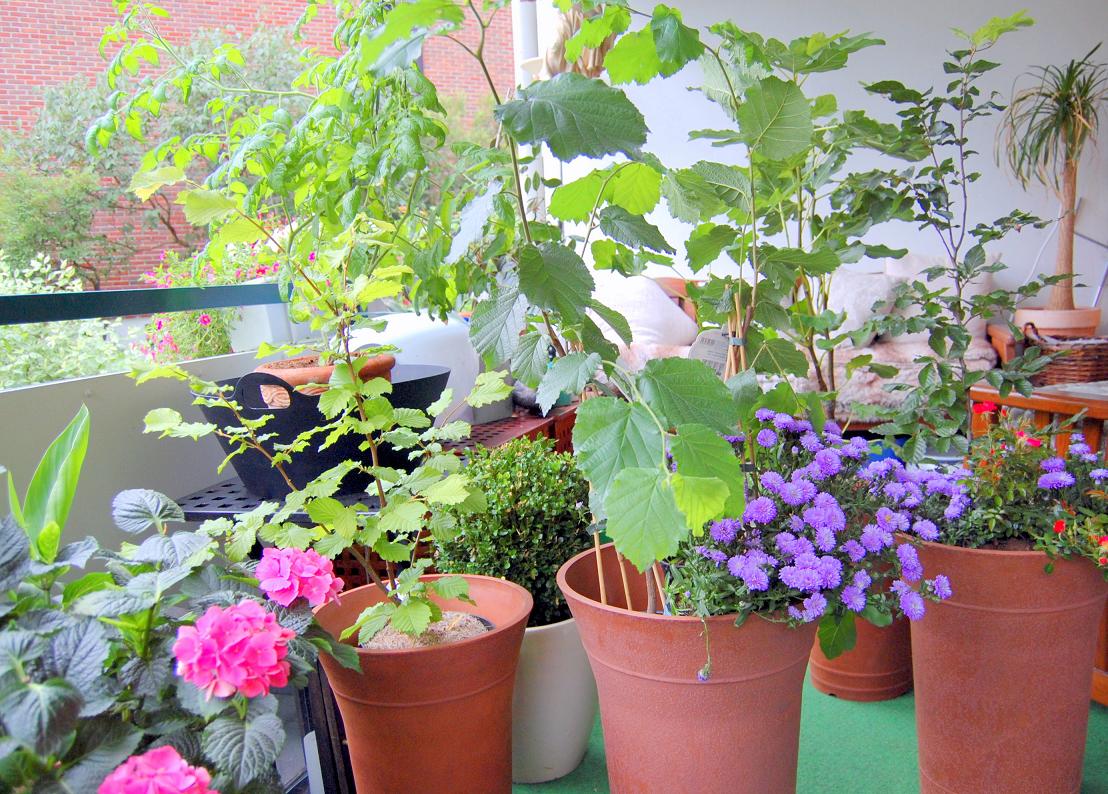 Vår svenske sommerhage