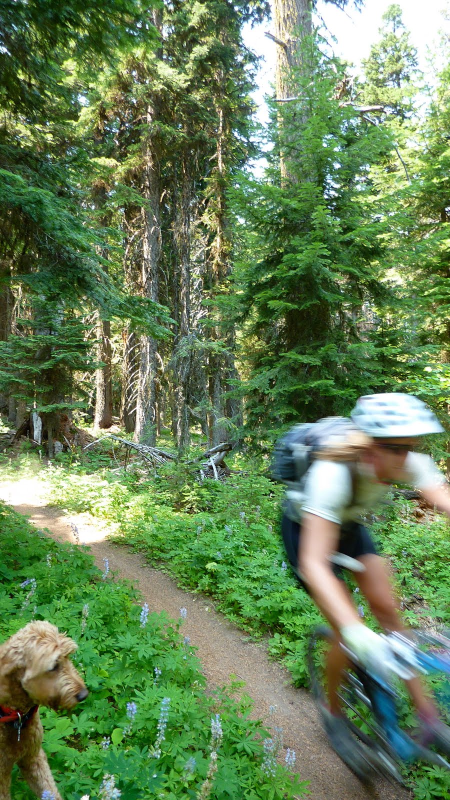 Singletrack Summer Hood River, OR