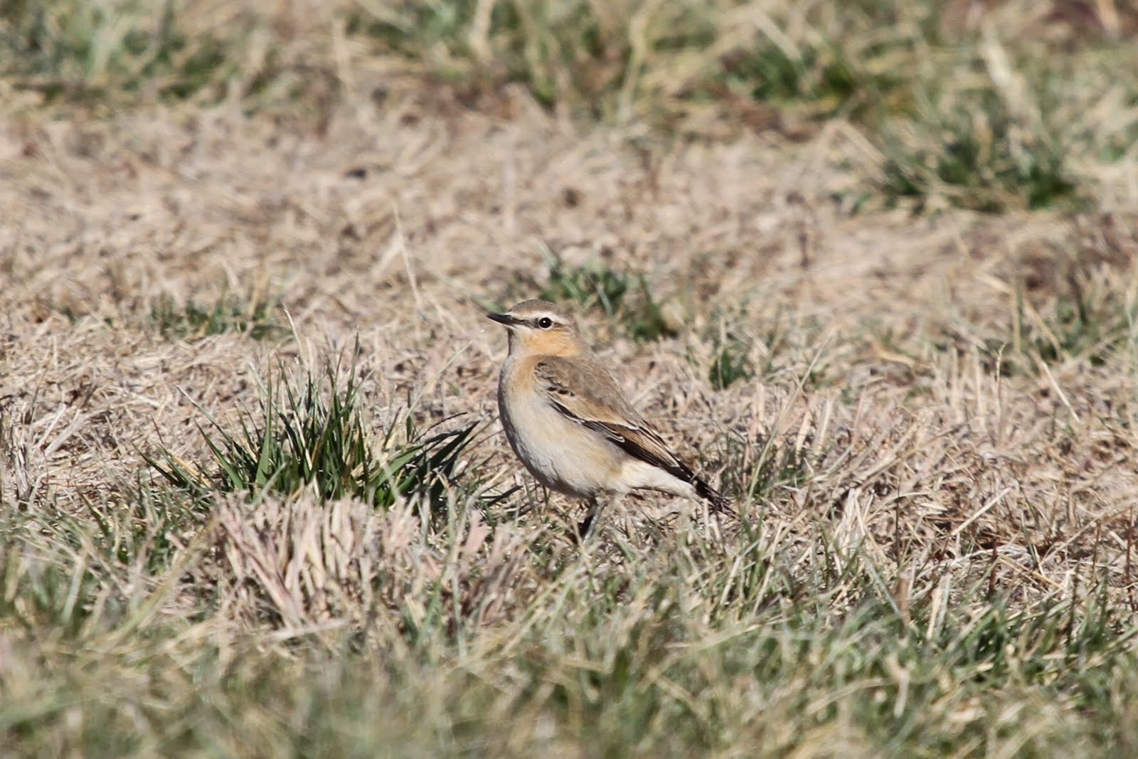 Wheatear Bird