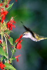 Codinome Beija-Flor - Cazuza -