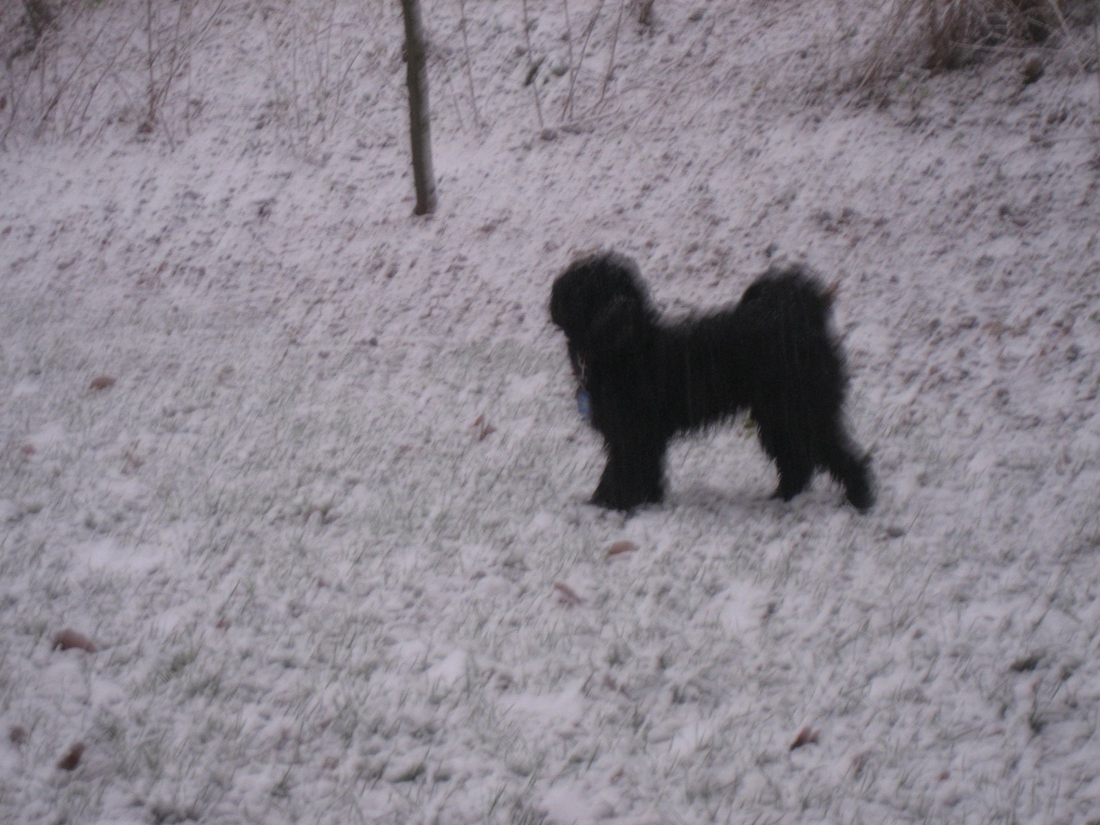 [Habbi+im+Schnee+Dez28_2.jpg]